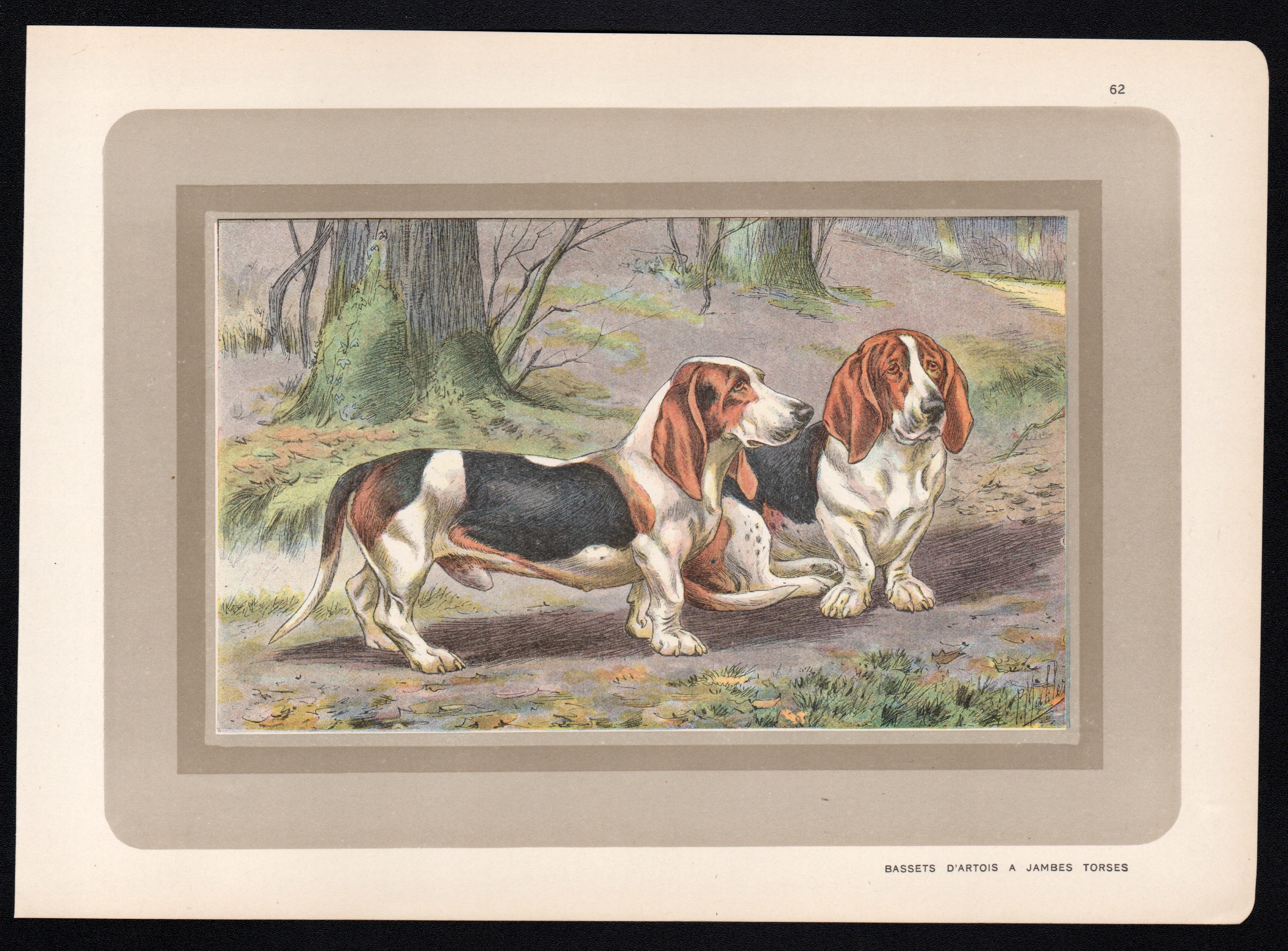 Bassets D'Artois a Jambes Torses, impression chromolithographie de chien de chasse français des années 1930 - Print de P. Mahler