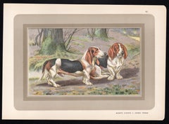 Bassets D'Artois a Jambes Torses, French hound dog chromolithograph print 1930s