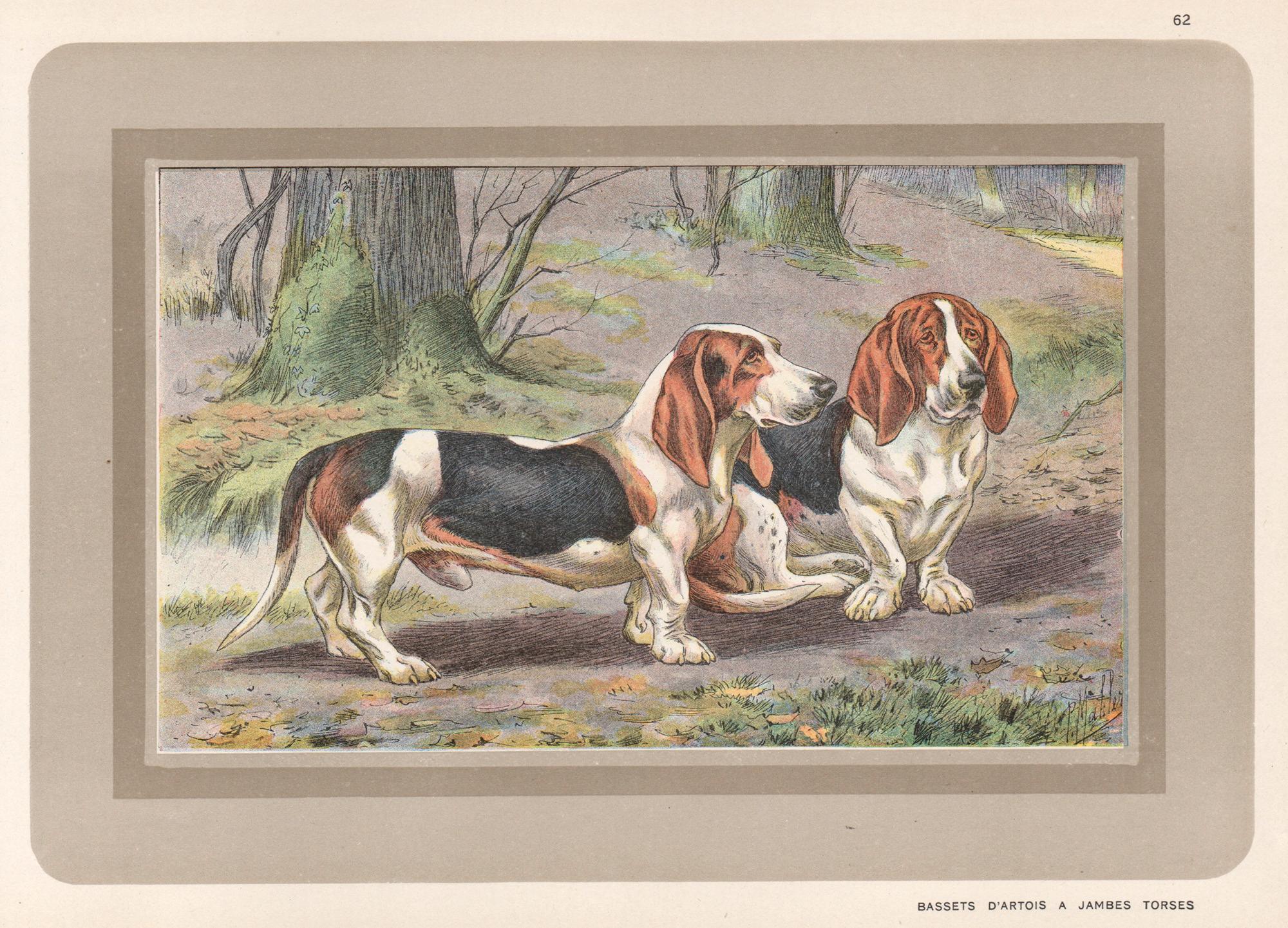 Animal Print P. Mahler - Bassets D'Artois a Jambes Torses, impression chromolithographie de chien de chasse français des années 1930