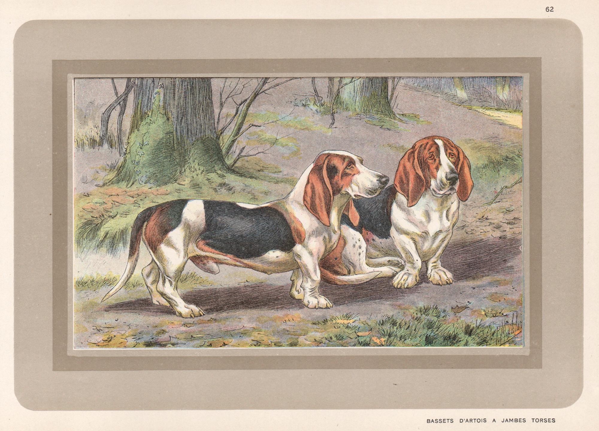 P. Mahler Animal Print - Bassets D'Artois a Jambes Torses, French hound dog chromolithograph print 1930s