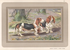 Bassets D'Artois a Jambes Torses, impression chromolithographie de chien de chasse français des années 1930