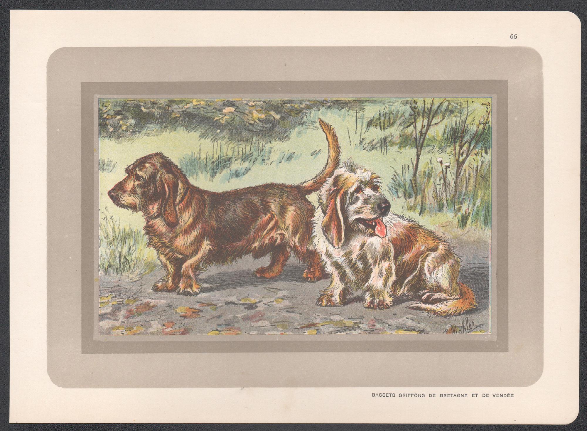 Bassets Griffons, impression chromolithographie d'un chien de chasse français, années 1930 - Print de P. Mahler