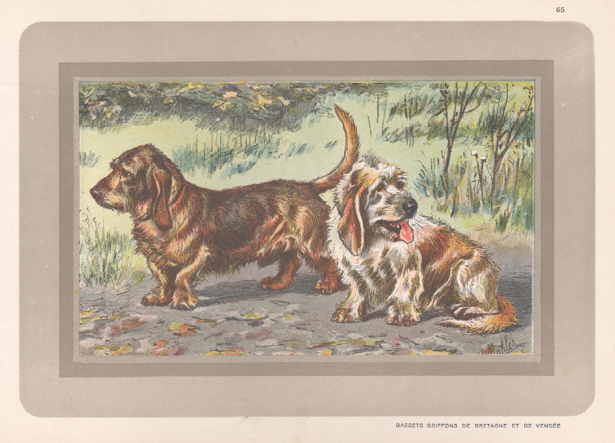 Animal Print P. Mahler - Bassets Griffons, impression chromolithographie d'un chien de chasse français, années 1930
