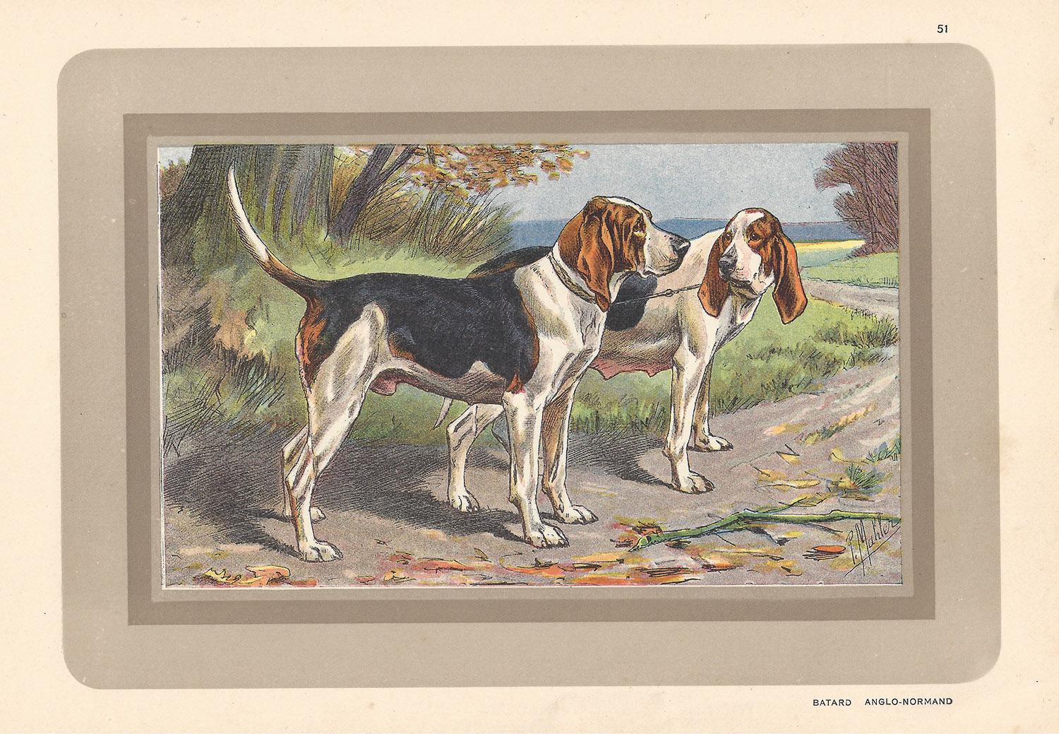 Animal Print P. Mahler - Batard Anglo-Normand, chien chromolithographe, chien franais, annes 1930