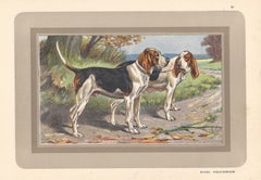 Vintage Batard Anglo-Normand, French hound, dog chromolithograph, 1930s