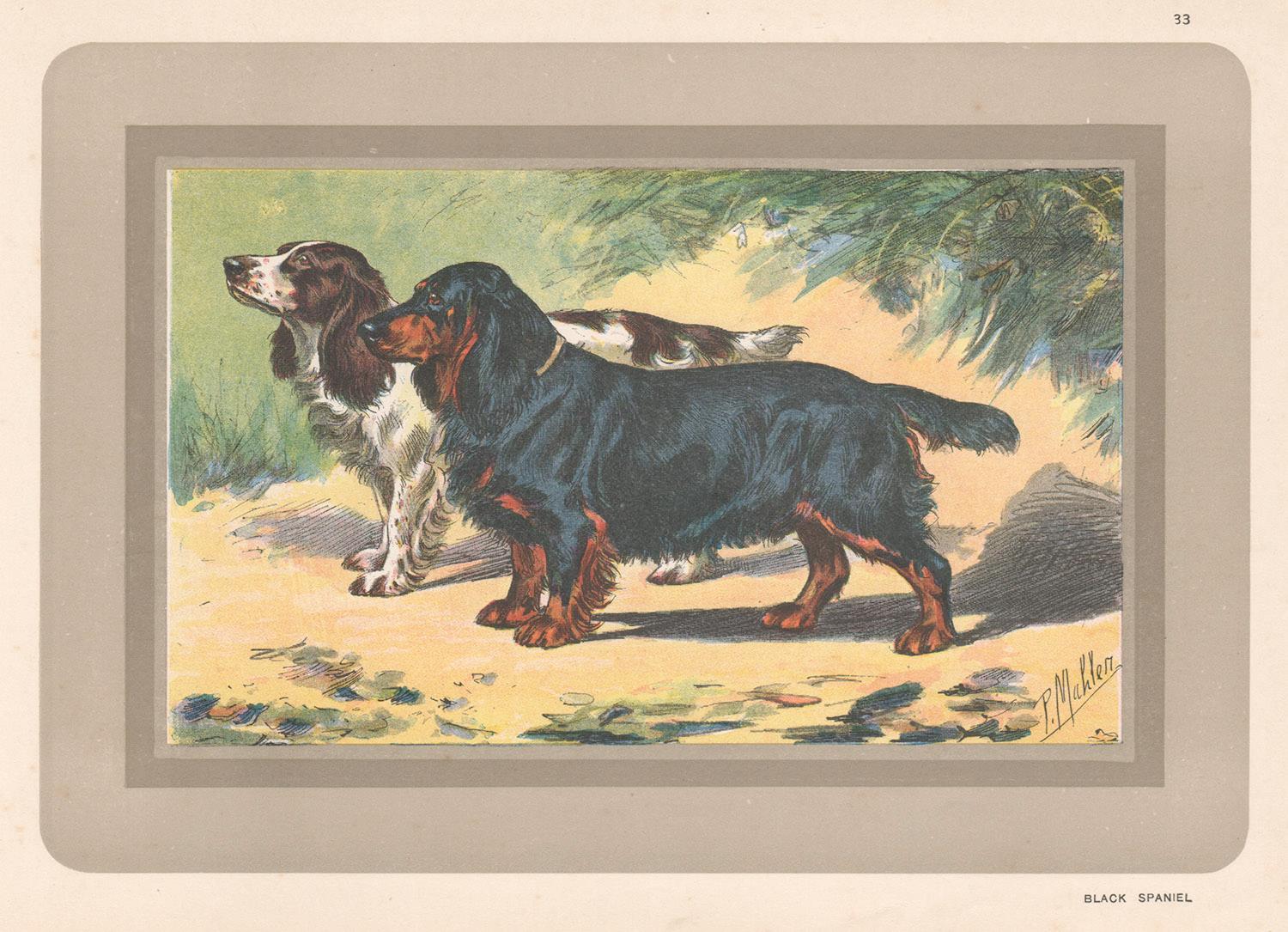 P. Mahler Animal Print – Schwarzer Spaniel, franzsischer Hund, Chromolithographie, 1930er-Jahre