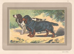 Black Spaniel , French hound, dog chromolithograph, 1930s