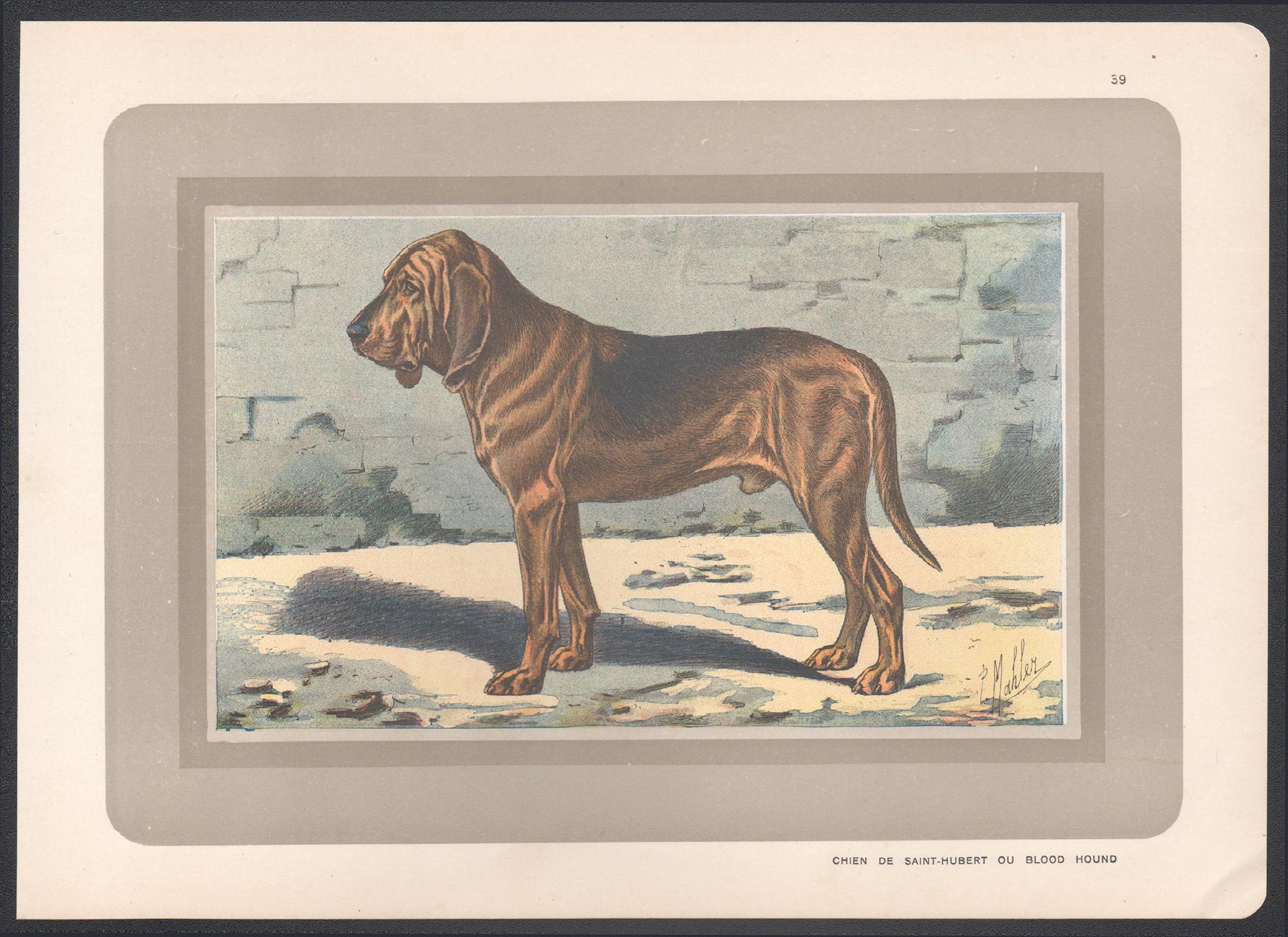 Bloodhound, French hound dog chromolithograph print, 1930s - Print by P. Mahler