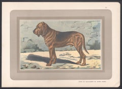 Bloodhound, French hound dog chromolithograph print, 1930s