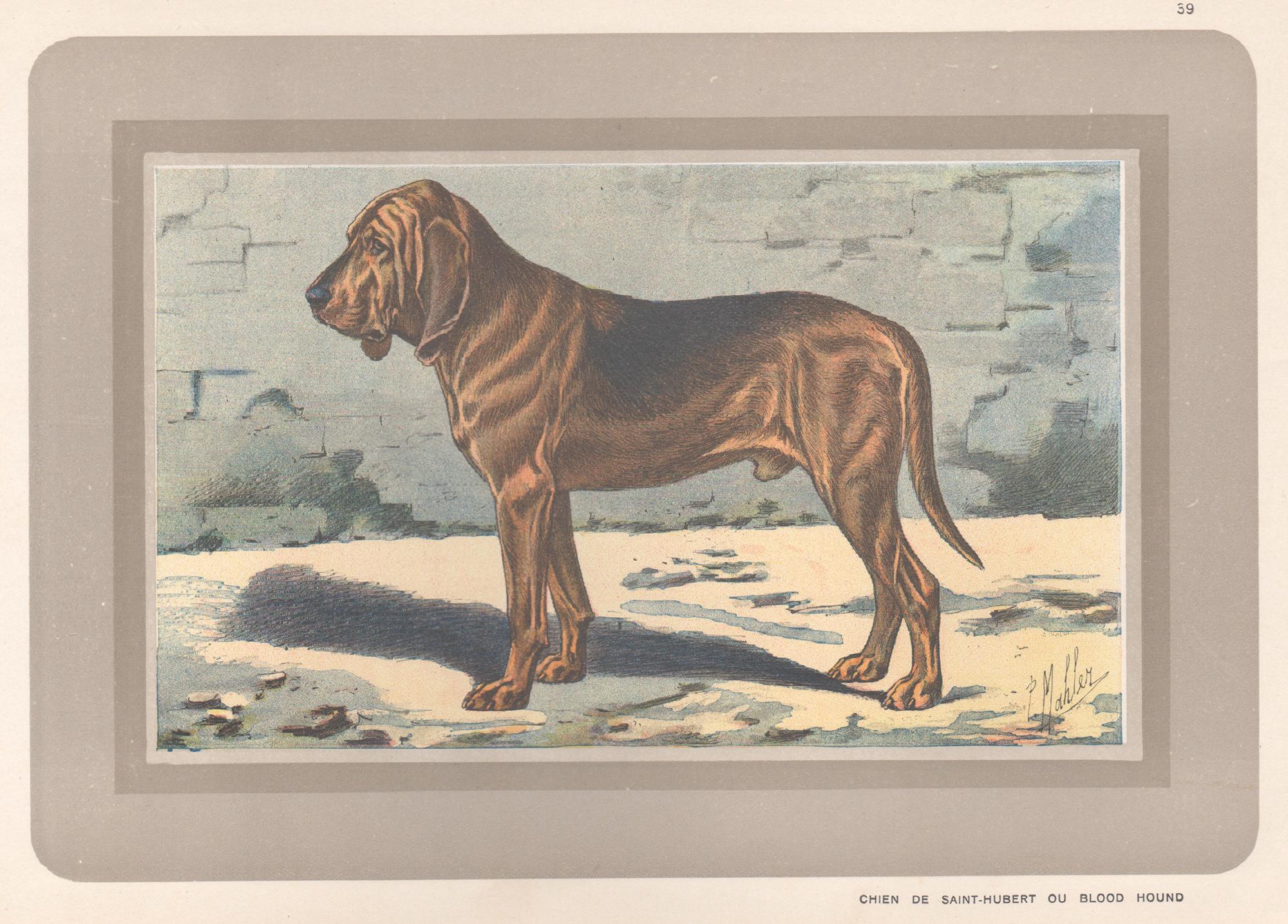 P. Mahler Animal Print - Bloodhound, French hound dog chromolithograph print, 1930s