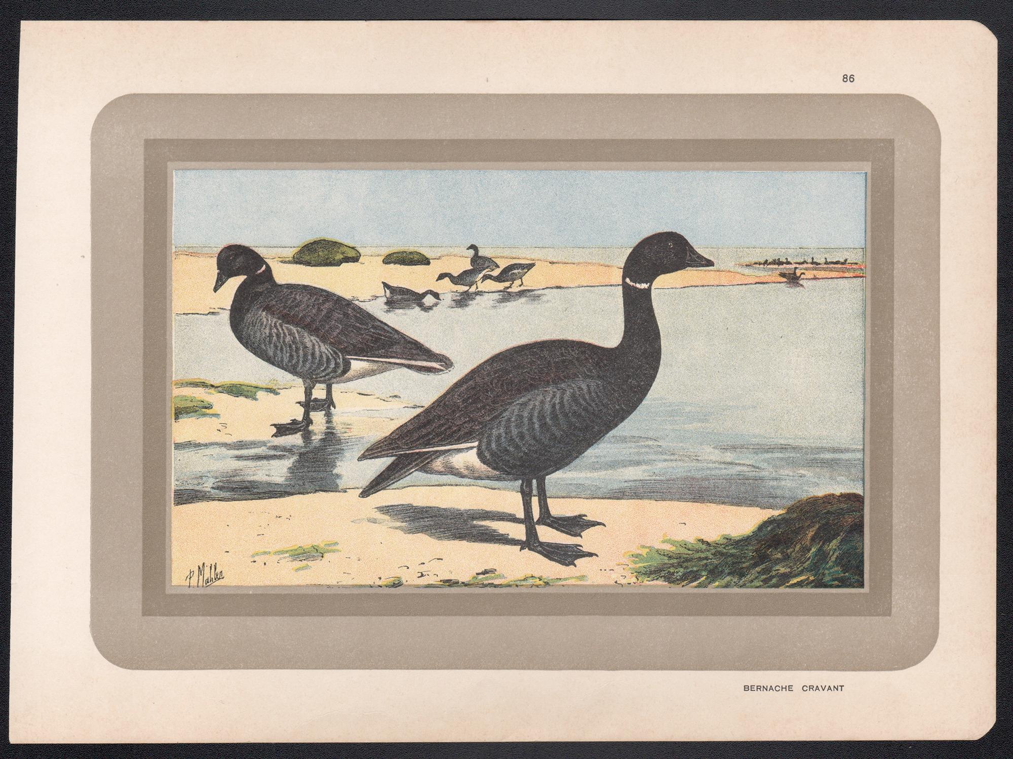 Brent (Brant) Gänseblümchen, Französischer antiker naturkundlicher Vogel-Illustrationdruck – Print von P. Mahler