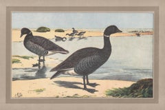 Brent (Brant) Goose, French antique natural history bird art illustration print