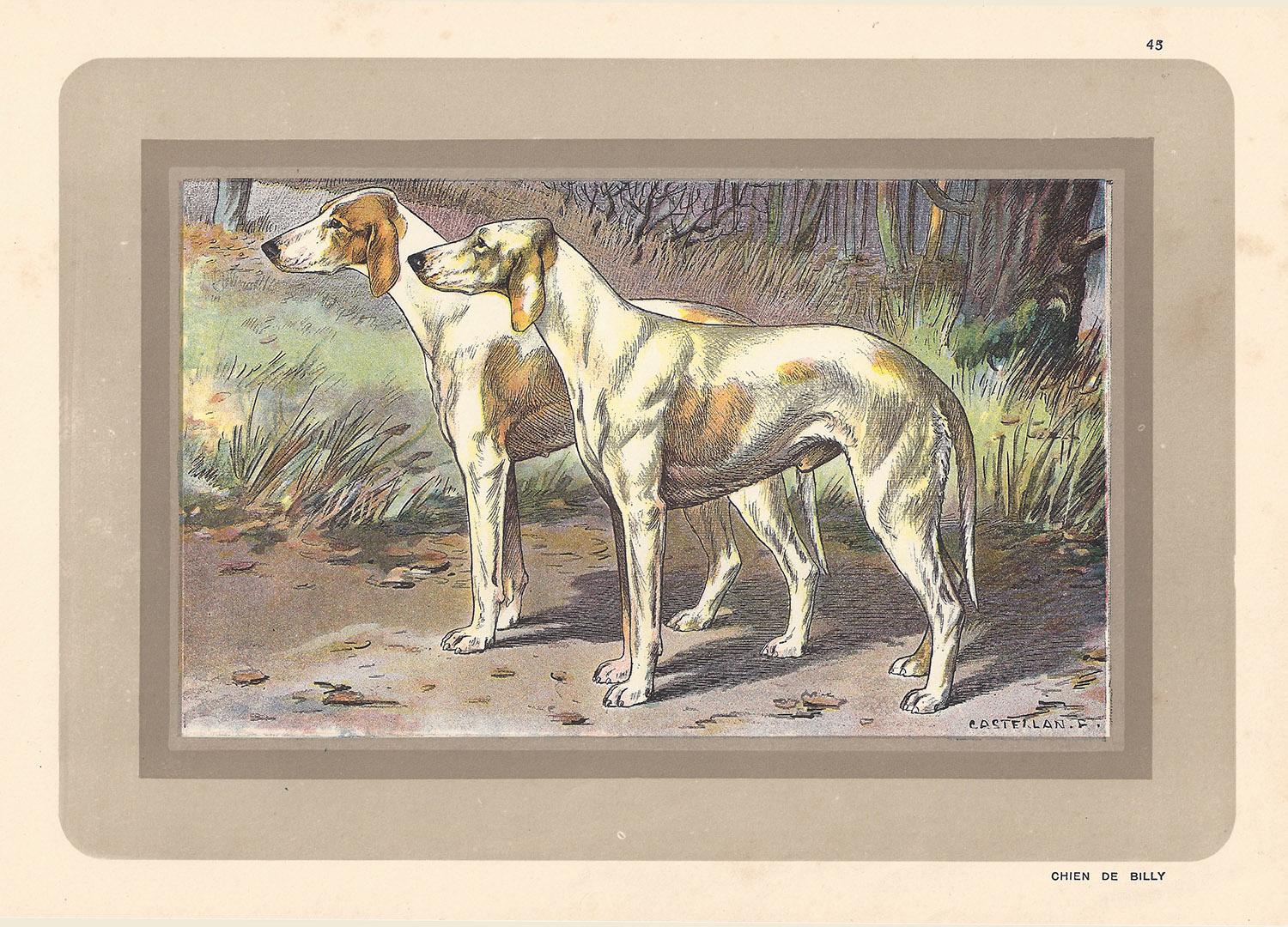 Animal Print P. Mahler - Chien de Billy, chien de chasse, chromolithographie franaise, annes 1930