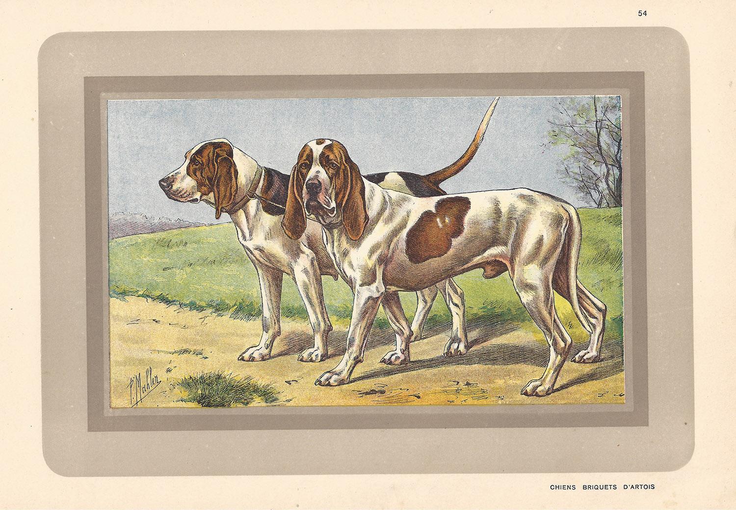 P. Mahler Animal Print - Chiens Briquets D'Artois, French hound, dog chromolithograph, 1930s