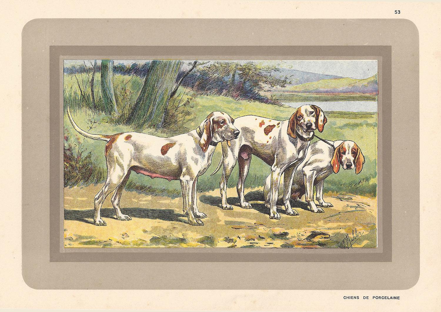 Chiens de Porcelaine, French hound, dog chromolithograph, 1930s
