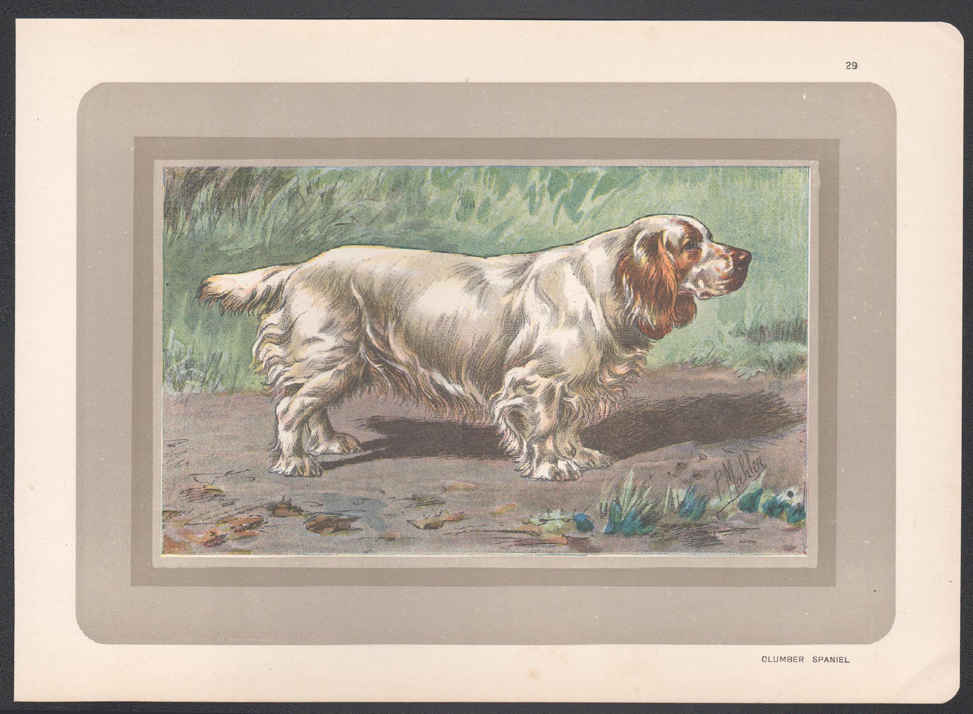 Clumber Spaniel, French hound dog chromolithograph print, 1930s - Print by P. Mahler