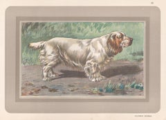 Clumber Spaniel, French hound dog chromolithograph print, 1930s