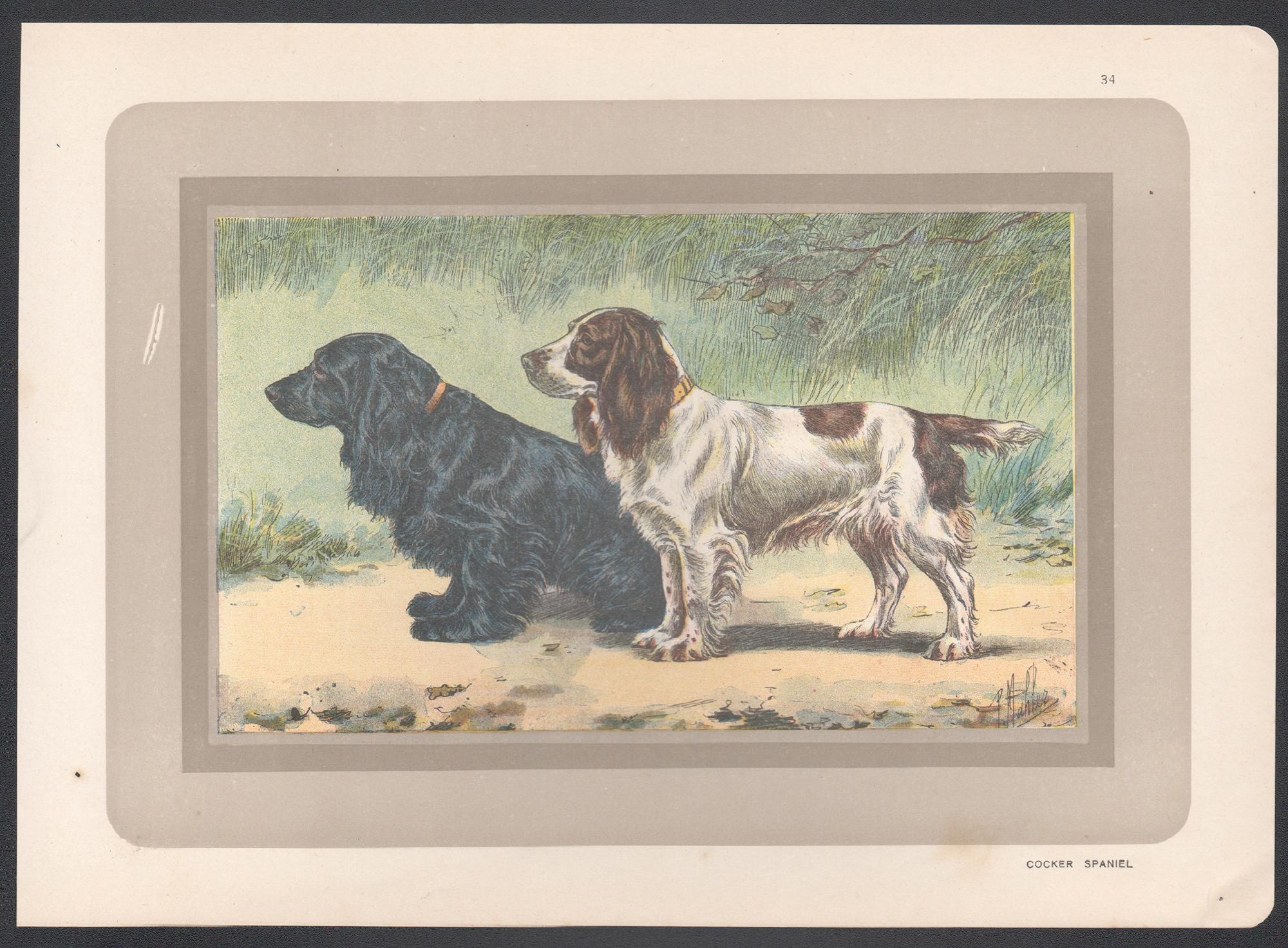 Cocker Spaniel, Französischer Chromolithographiedruck mit Hund, 1931 – Print von P. Mahler