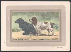 Cocker Spaniel, French hound dog chromolithograph print, 1931