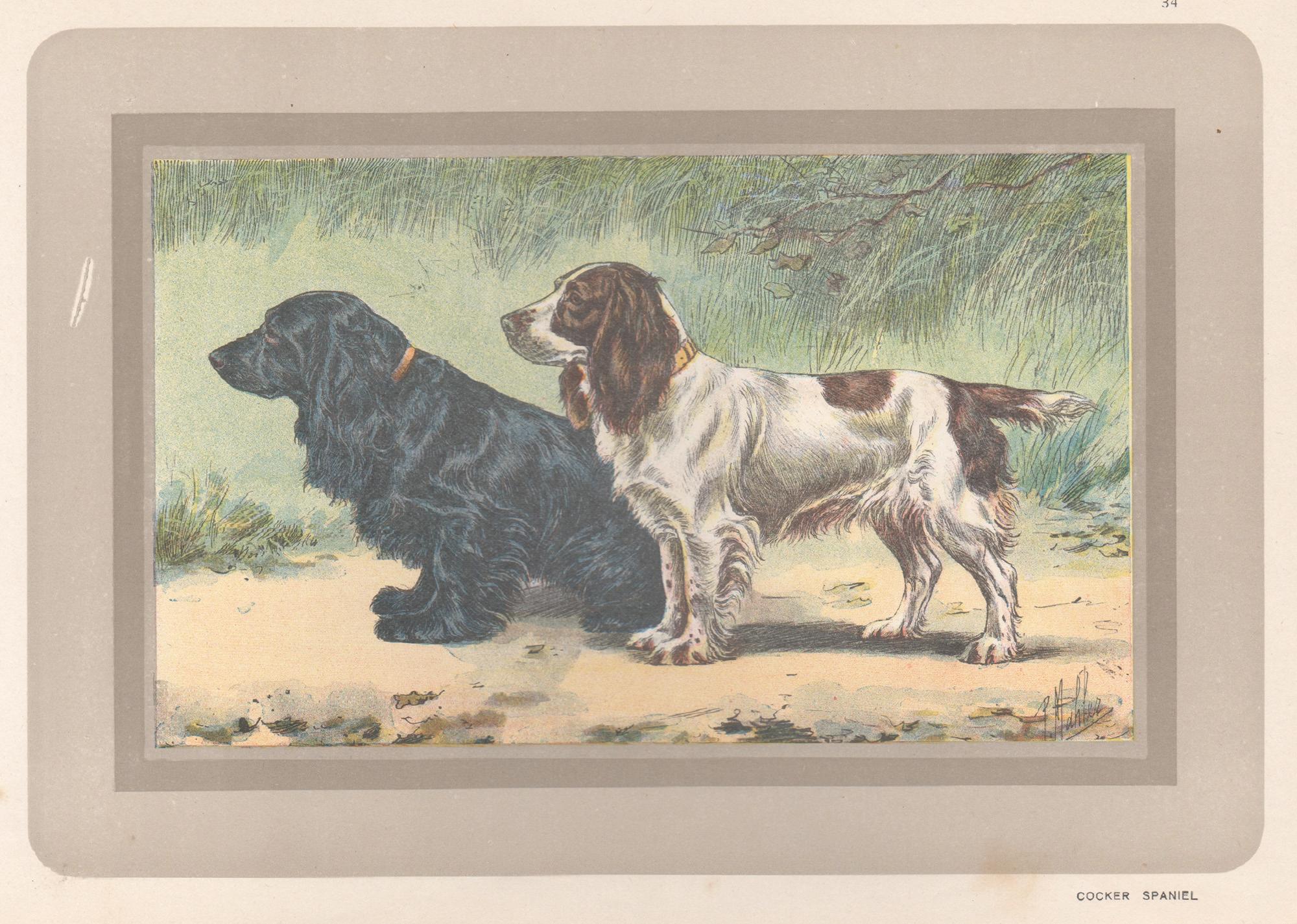 P. Mahler Animal Print – Cocker Spaniel, Französischer Chromolithographiedruck mit Hund, 1931