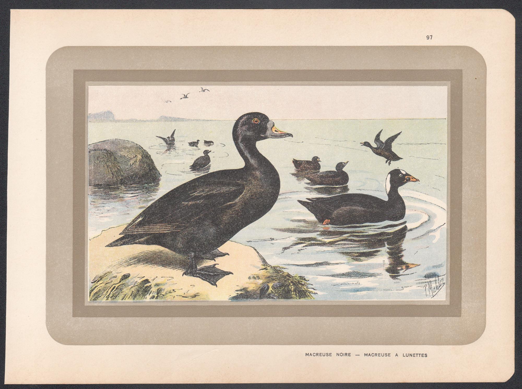 Common and Surf Scoter, Französischer antiker Illustrationsdruck von Vogelschwanz – Print von P. Mahler