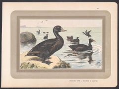 Common and Surf Scoter, French antique bird duck art illustration print
