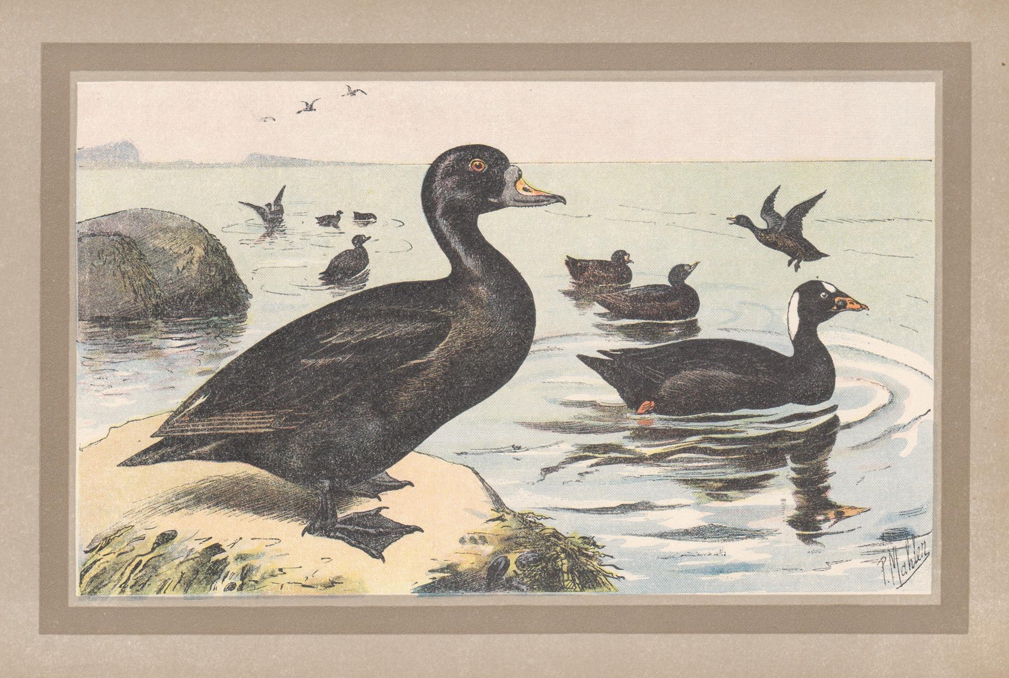 Print P. Mahler - Common and Surf Scoter, illustration d'art française d'oiseaux et de canards