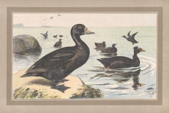 Common and Surf Scoter, French antique bird duck art illustration print