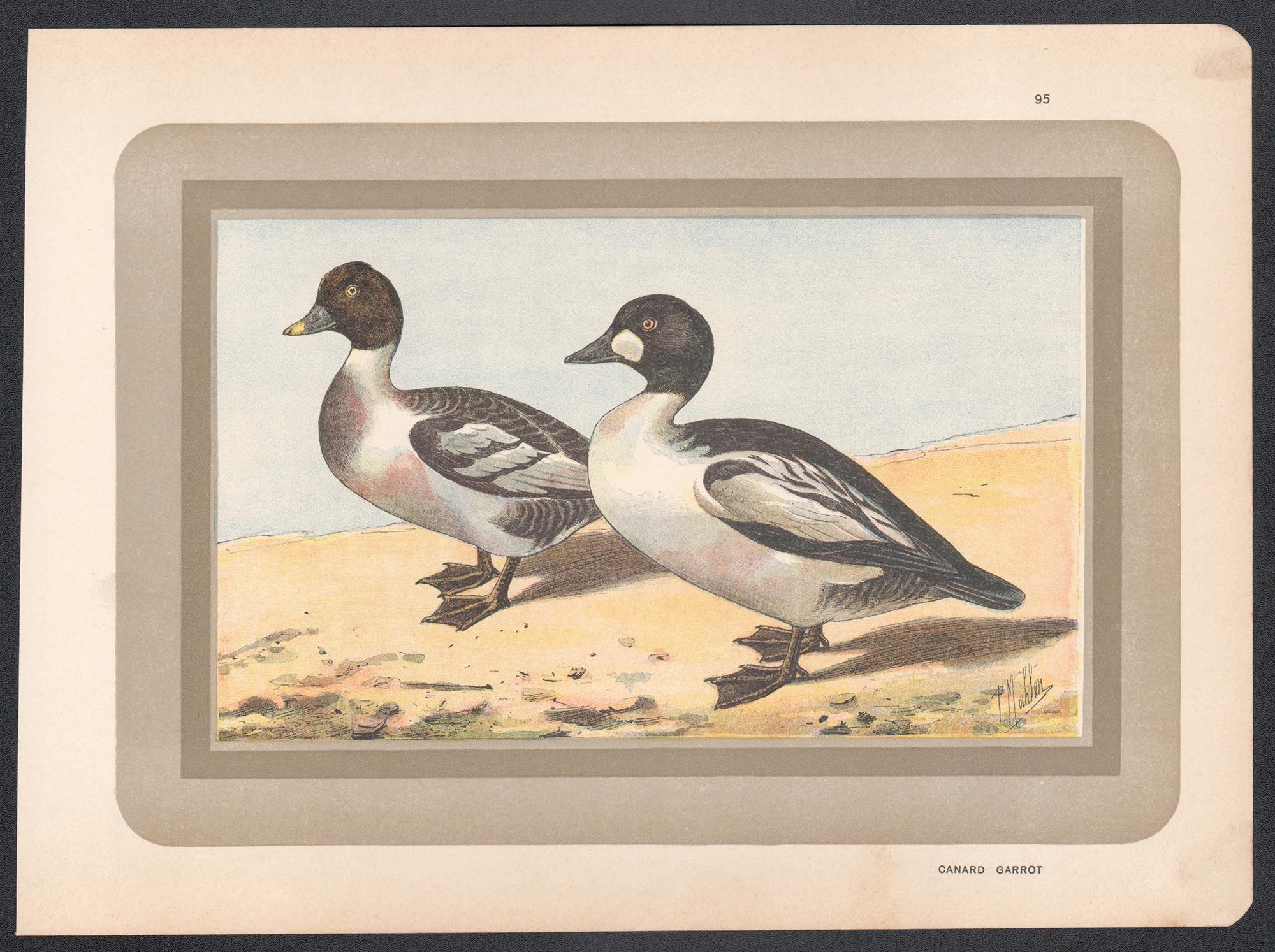 Common Goldeneye, Französischer antiker Vogelschwanz-Kunst-Illustrationdruck – Print von P. Mahler