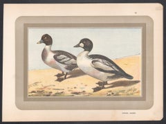 Common Goldeneye, French antique bird duck art illustration print