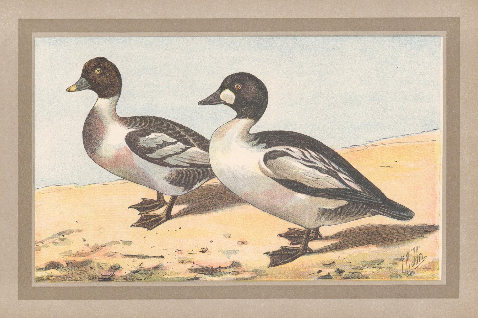 P. Mahler Print - Common Goldeneye, French antique bird duck art illustration print