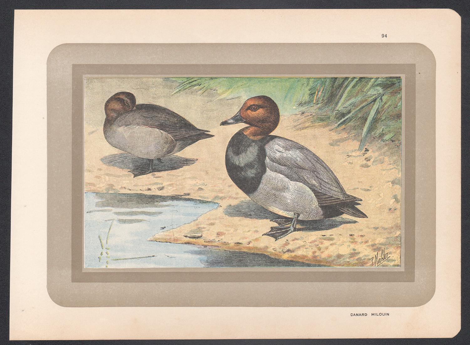Common Pochard, Französischer antiker Vogel-Entwurf-Illustration – Print von P. Mahler