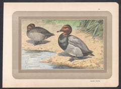 Common Pochard, French antique bird duck art illustration print