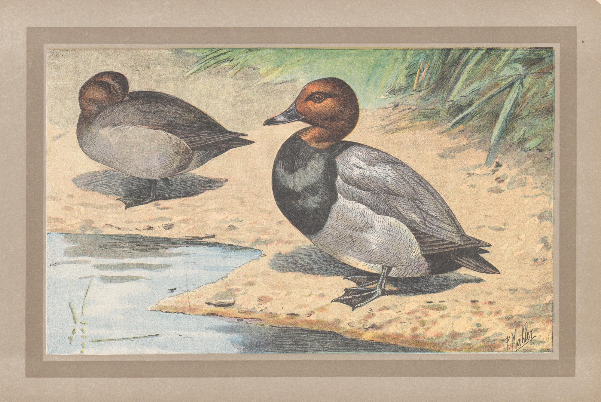 P. Mahler Animal Print - Common Pochard, French antique bird duck art illustration print
