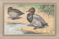 Common Pochard, French antique bird duck art illustration print