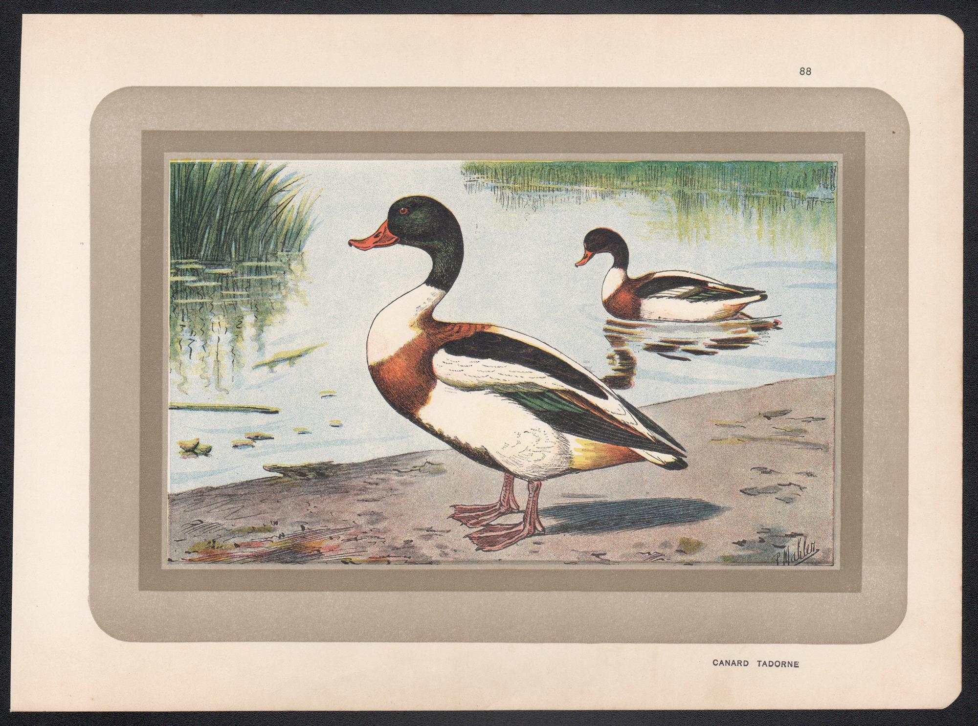 Common Shelduck, Französischer antiker Naturkunde-Illustrationsdruck von Vogelschwanz – Print von P. Mahler