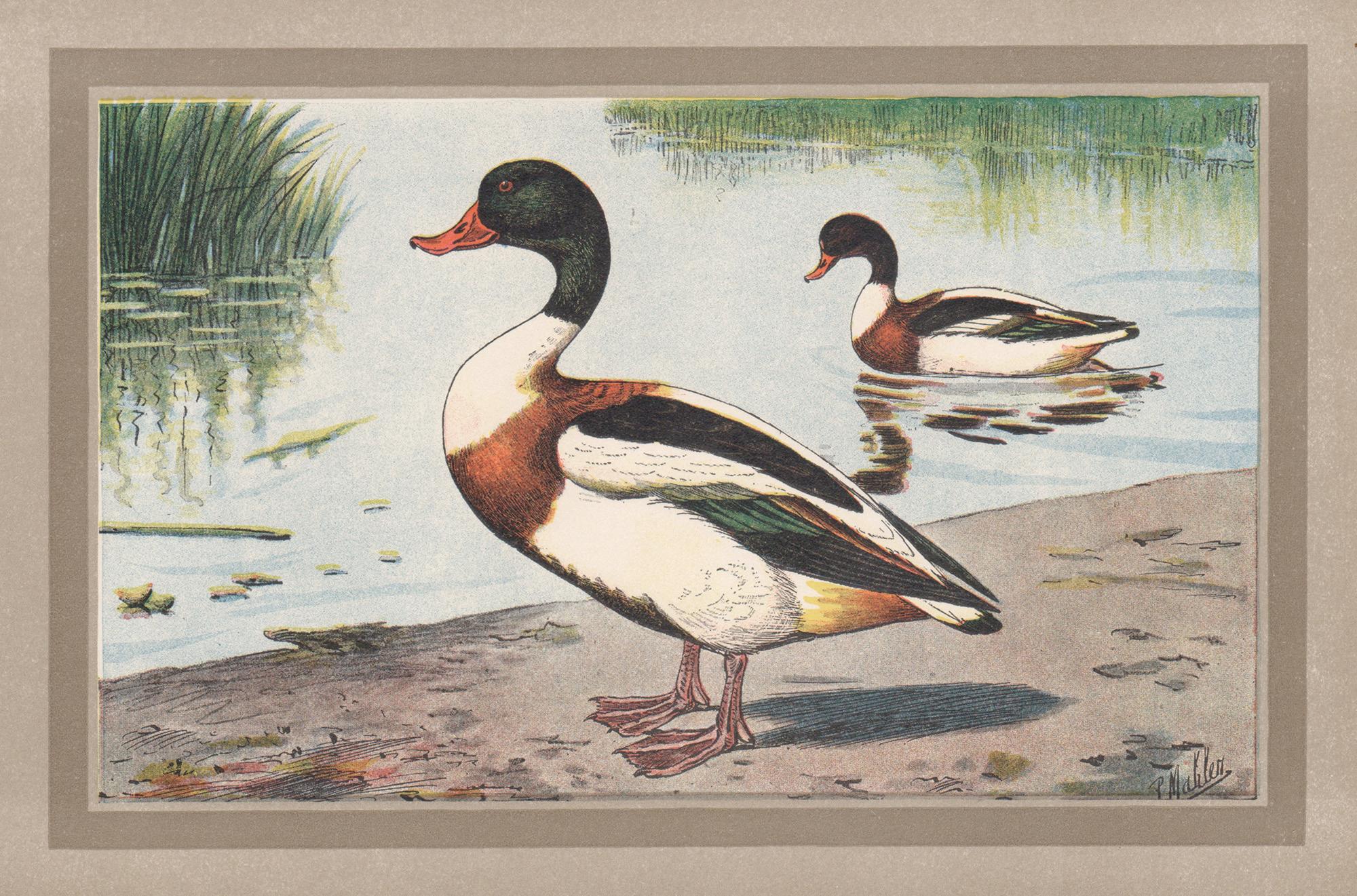P. Mahler Print - Common Shelduck, French antique natural history bird duck art illustration print