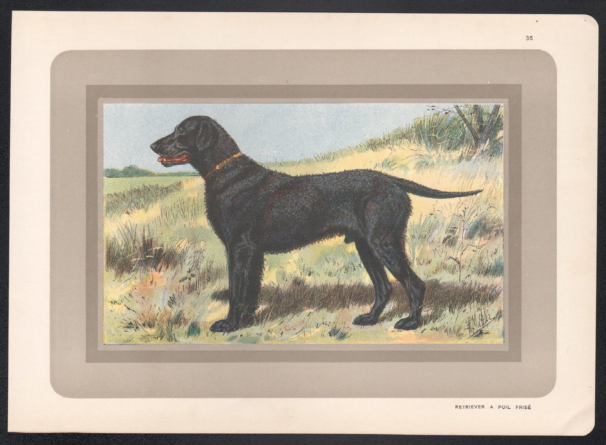 Retriever Curly Coated, impression chromolithographie de chien de chasse français, années 1930 - Print de P. Mahler