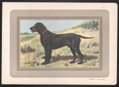 Curly Coated Retriever, French hound dog chromolithograph print, 1930s