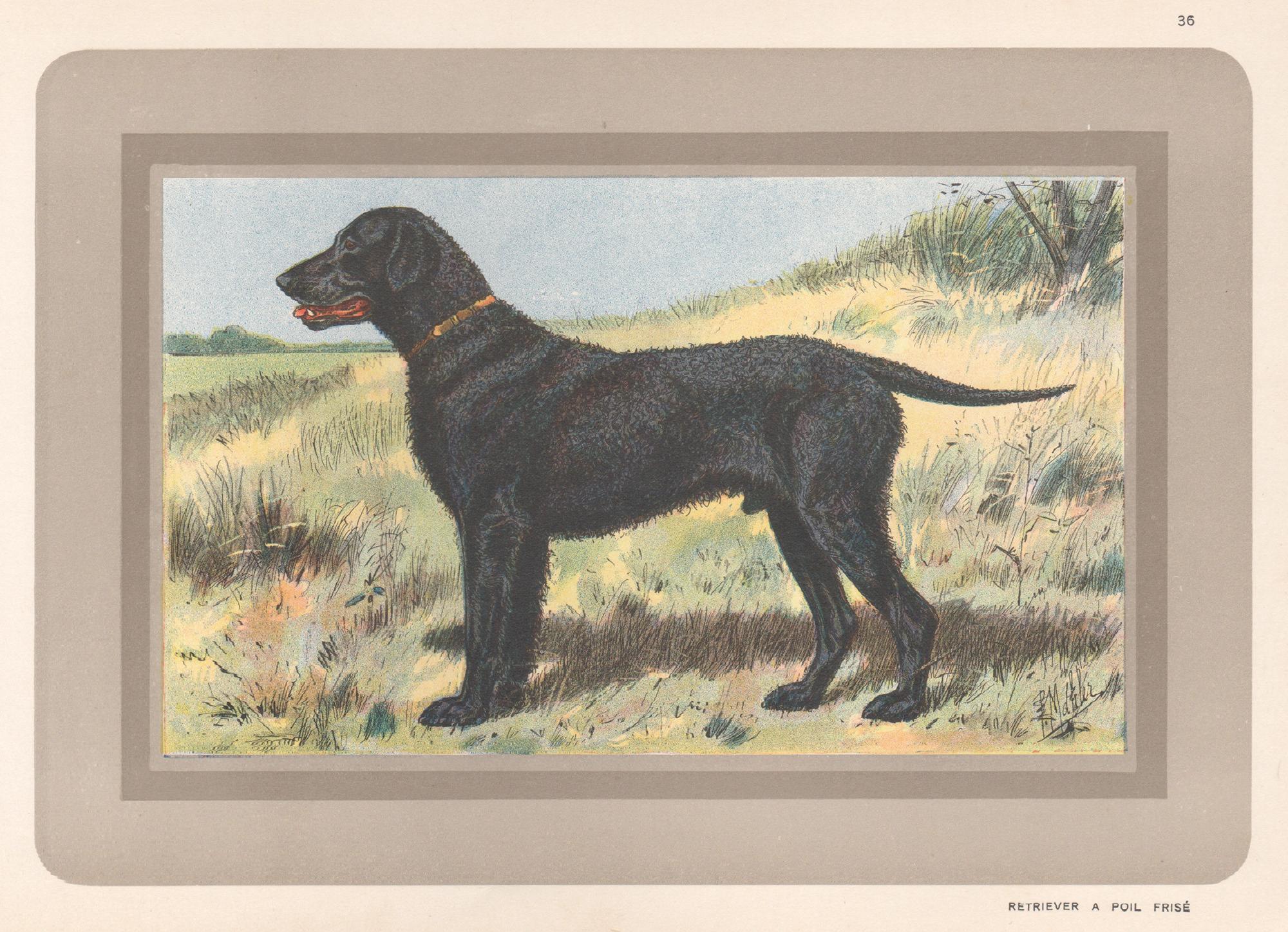 P. Mahler Animal Print – Curly Coated Retriever, Französischer Hunde-Chromolithographiedruck, 1930er Jahre