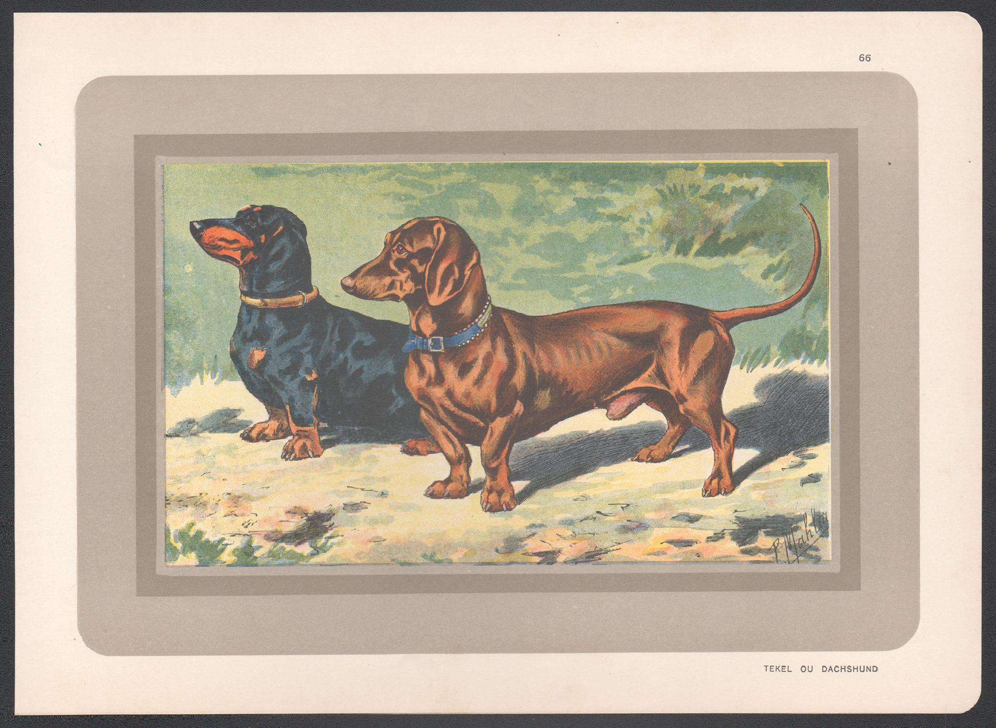 Dachshund, French hound dog chromolithograph print, 1930s - Print by P. Mahler