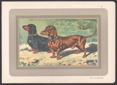 Dachshund, French hound dog chromolithograph print, 1930s