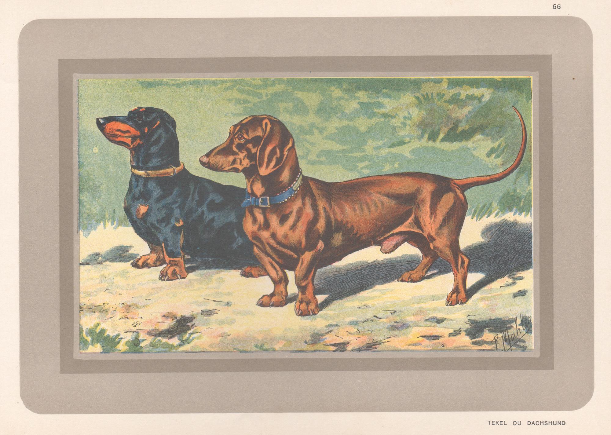 P. Mahler Animal Print - Dachshund, French hound dog chromolithograph print, 1930s