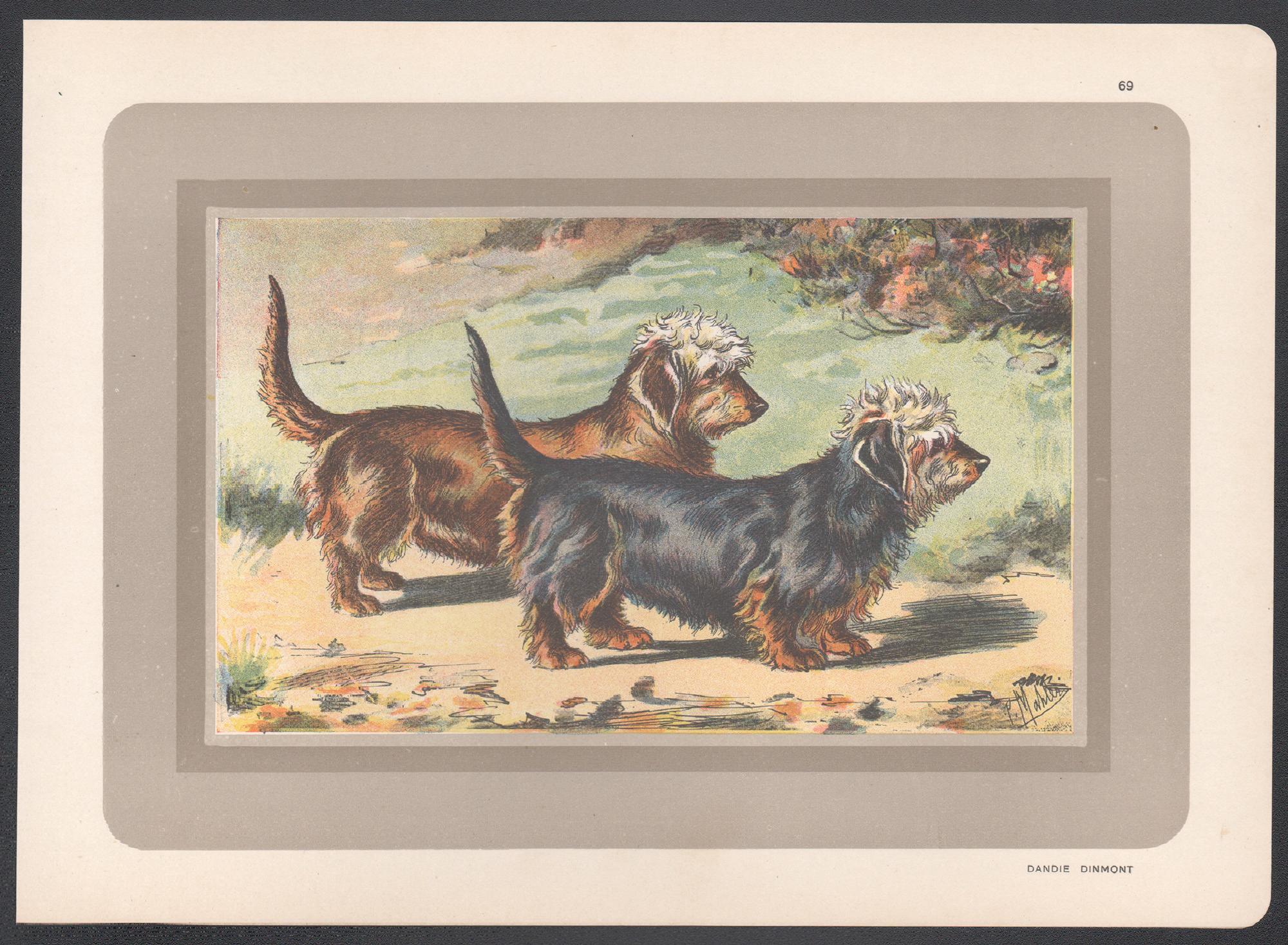 Dandie Dinmont, French hound dog chromolithograph print, 1930s - Print by P. Mahler