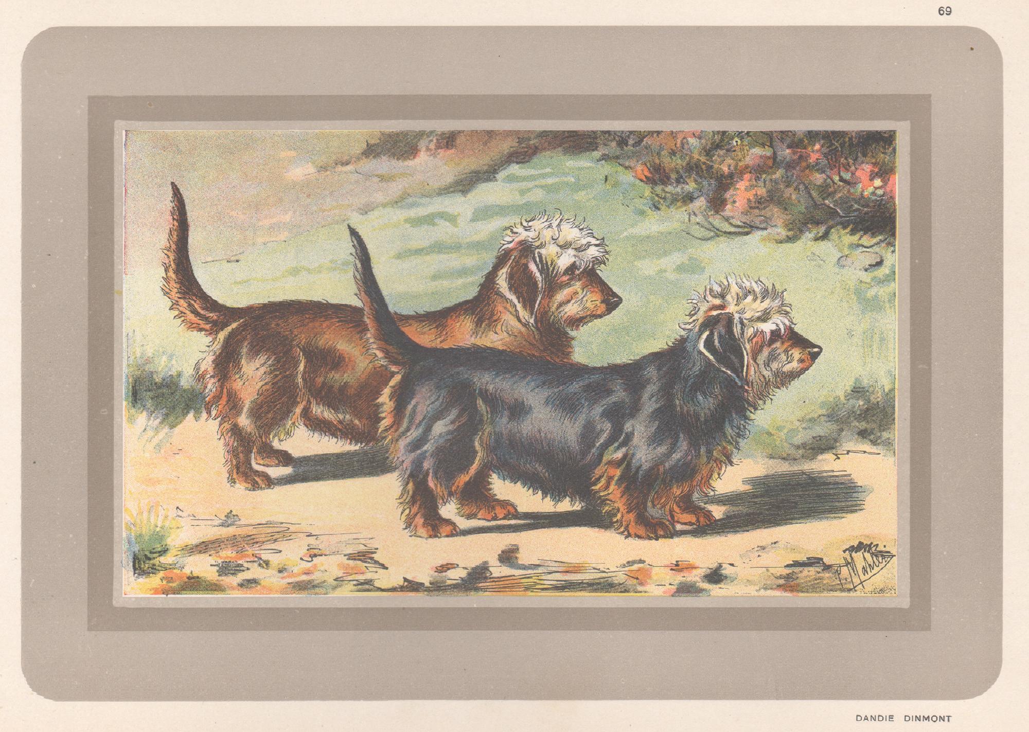 P. Mahler Animal Print - Dandie Dinmont, French hound dog chromolithograph print, 1930s