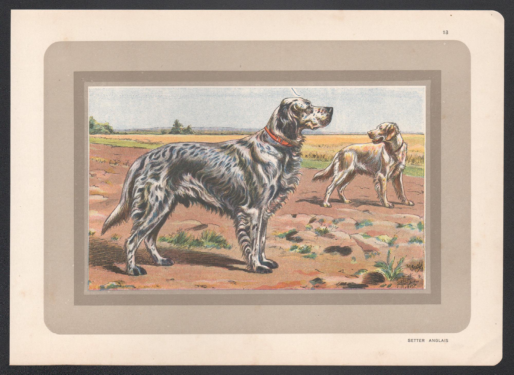 English Setter, impression chromolithographie française d'un chien de chasse, 1931 - Print de P. Mahler