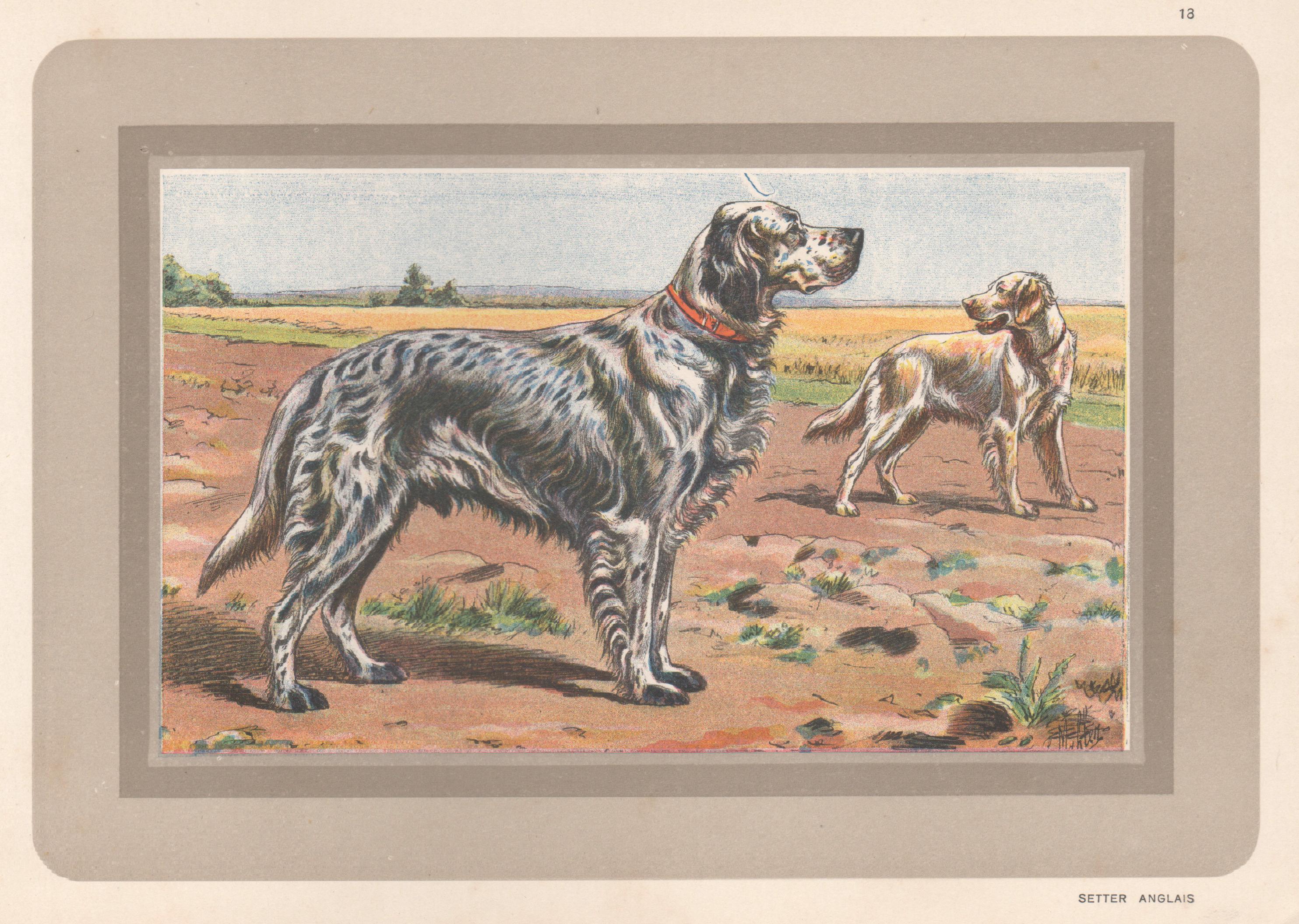 Animal Print P. Mahler - English Setter, impression chromolithographie française d'un chien de chasse, 1931