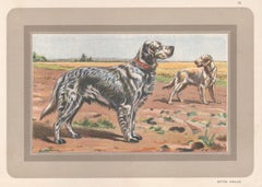 English Setter, French hound dog chromolithograph print, 1931