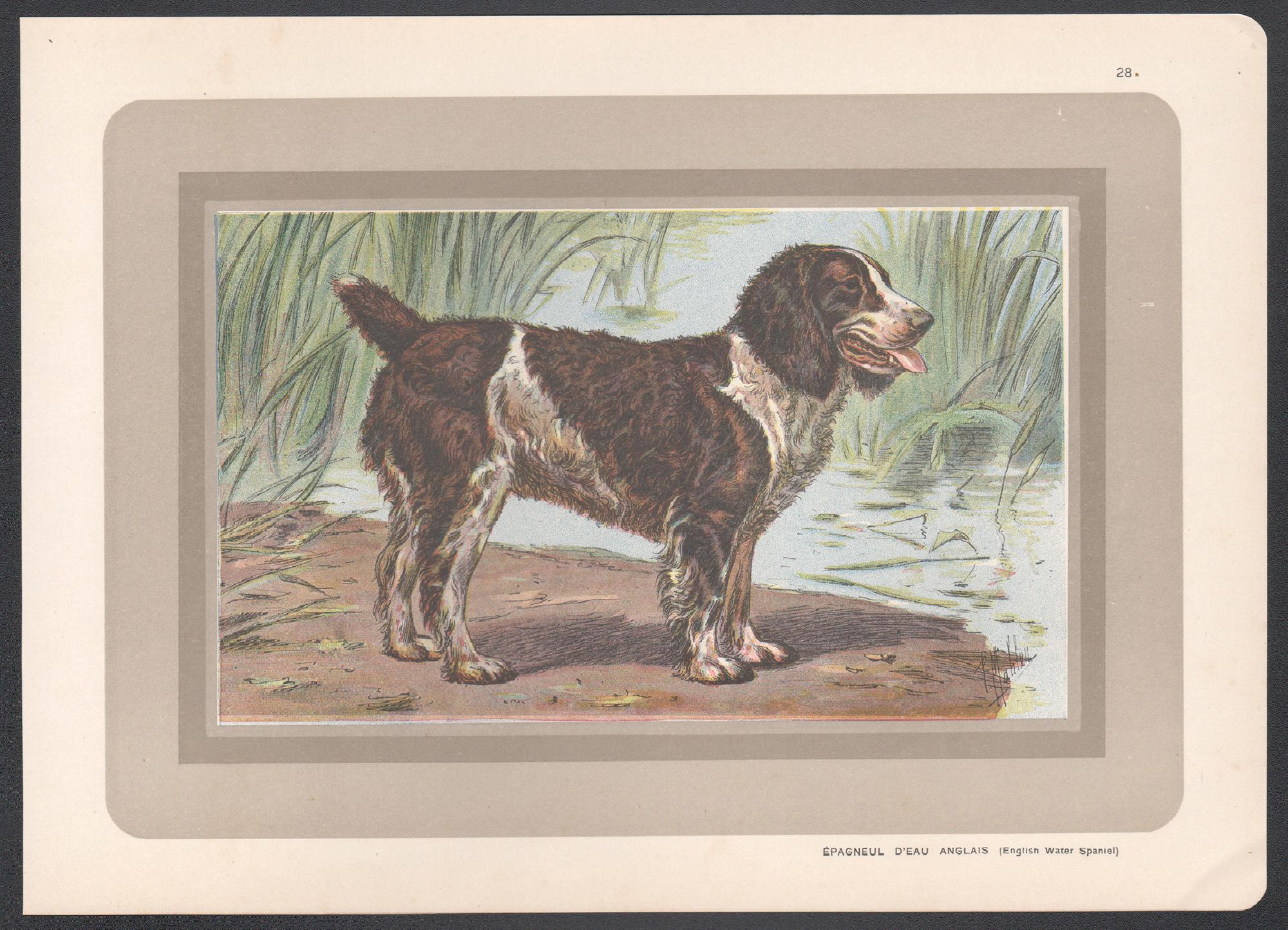 Impression chromolithographie anglaise d'un épagneul anglais, chien de chasse français, 1931 - Print de P. Mahler