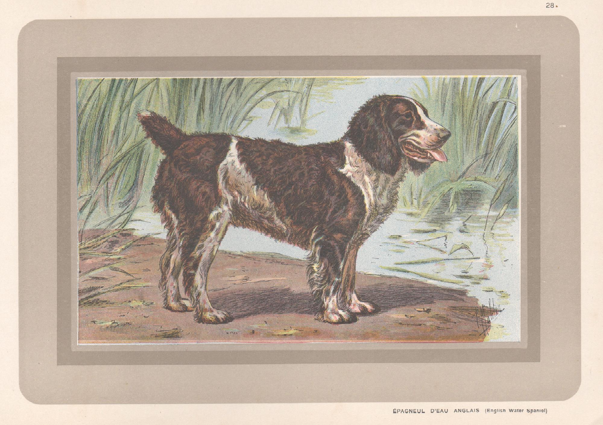 Animal Print P. Mahler - Impression chromolithographie anglaise d'un épagneul anglais, chien de chasse français, 1931